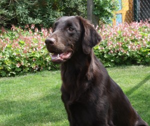 Summer, mei 2015 bijna 1 jr