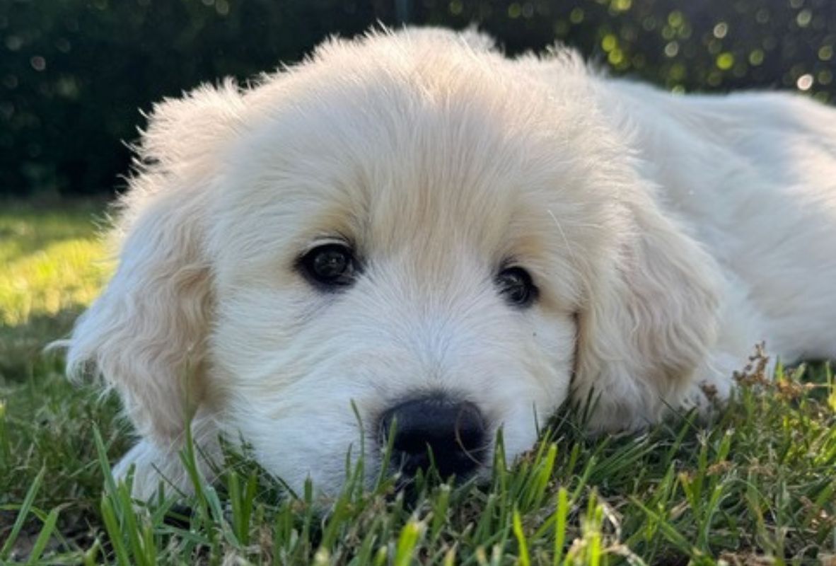 Golden Pup