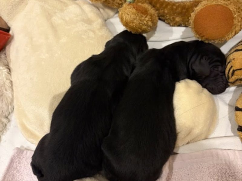 De 2 puppies 27-2-2026