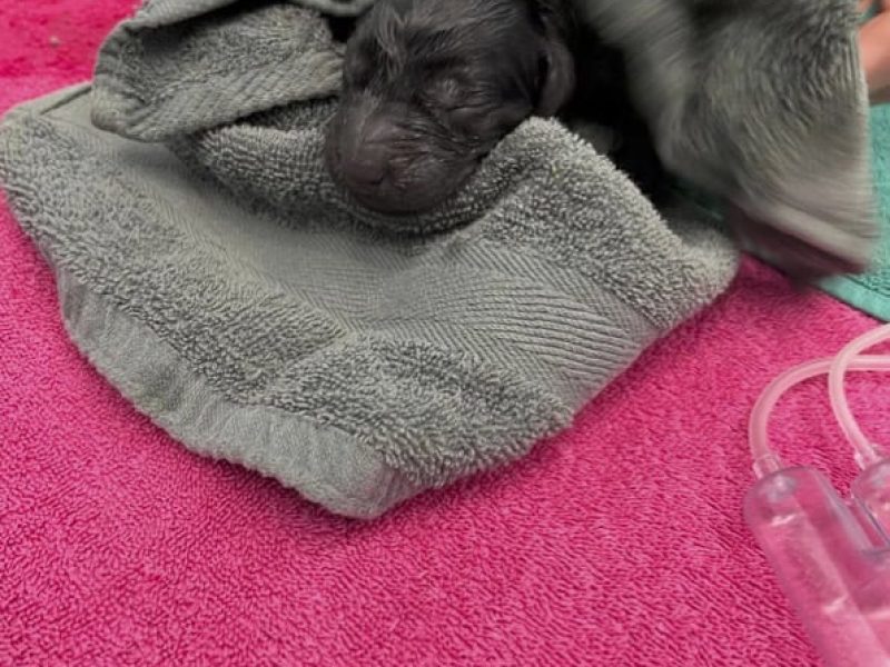 Geboorte puppies 27-2-26