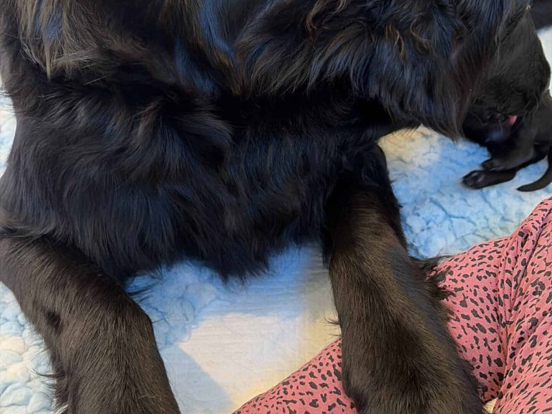 Nayeli houdt de pupjes in de gaten