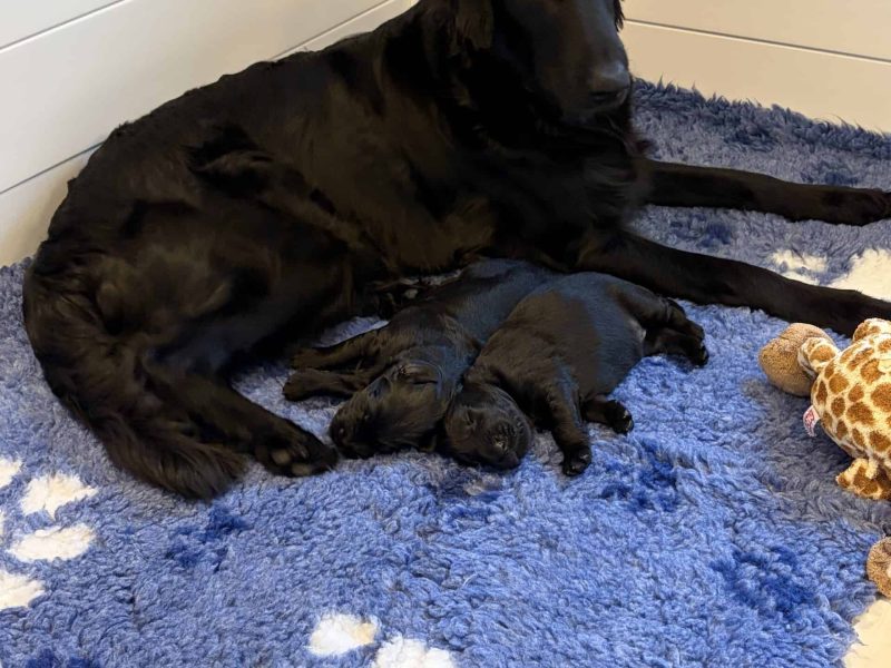 Nayeli met 2 pupjes 13 dgn