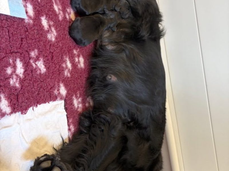 Nayeli met puppies 1 dag oud