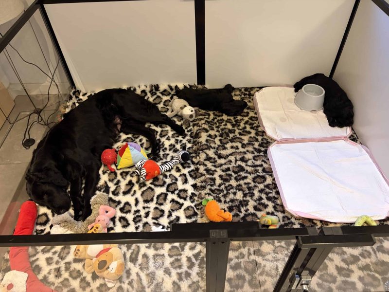 Nayeli samen met pups 4,5 wk