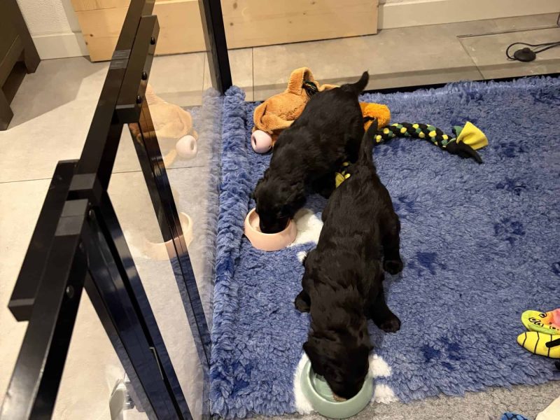 Pupjes 4,5 week eten netjes uit bakje