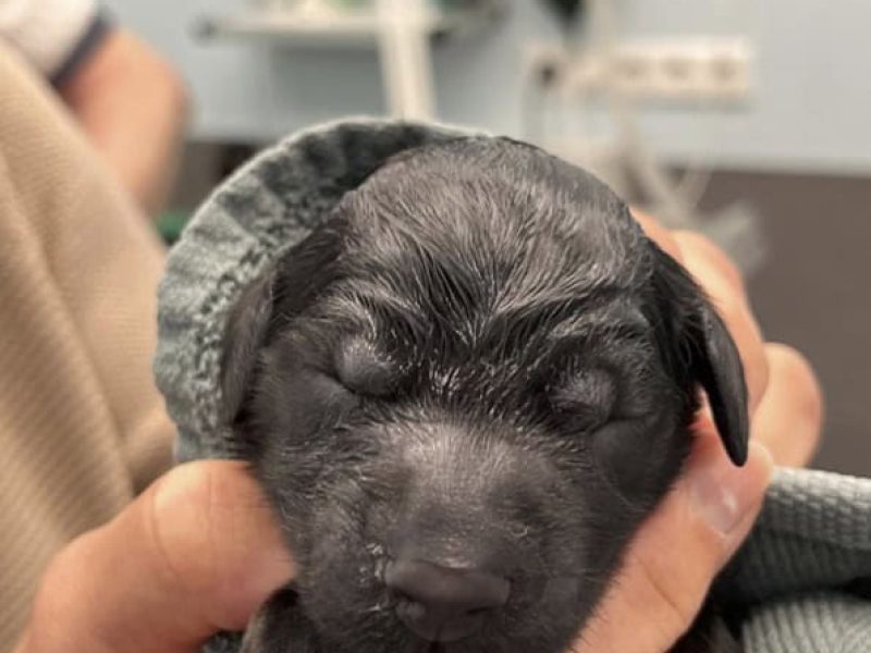 Puppies keizersnee 27-2-26